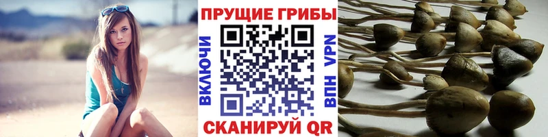 ссылка на мегу   что такое наркотик  Искитим  Псилоцибиновые грибы Cubensis 